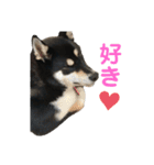 黒柴ルル 日常編（個別スタンプ：1）
