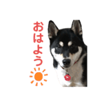 黒柴ルル 日常編（個別スタンプ：3）