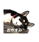 黒柴ルル 日常編（個別スタンプ：4）