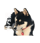 黒柴ルル 日常編（個別スタンプ：7）