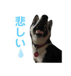 黒柴ルル 日常編（個別スタンプ：12）