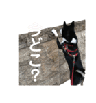 黒柴ルル 日常編（個別スタンプ：14）