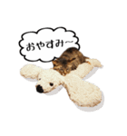きじとらメメたん（個別スタンプ：5）