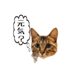 きじとらメメたん（個別スタンプ：8）