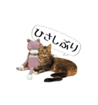 きじとらメメたん（個別スタンプ：9）