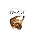 きじとらメメたん（個別スタンプ：11）