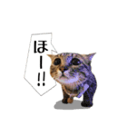 きじとらメメたん（個別スタンプ：12）