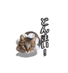きじとらメメたん（個別スタンプ：14）