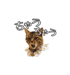 きじとらメメたん（個別スタンプ：17）