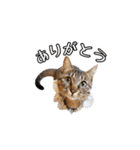 きじとらメメたん（個別スタンプ：20）