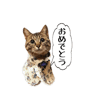 きじとらメメたん（個別スタンプ：22）