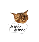 きじとらメメたん（個別スタンプ：24）