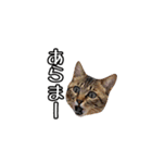 きじとらメメたん（個別スタンプ：25）