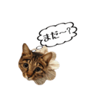 きじとらメメたん（個別スタンプ：29）