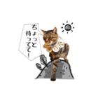 きじとらメメたん（個別スタンプ：30）