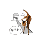 きじとらメメたん（個別スタンプ：31）