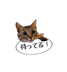 きじとらメメたん（個別スタンプ：32）
