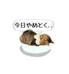 きじとらメメたん（個別スタンプ：33）