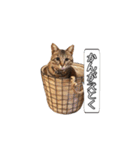 きじとらメメたん（個別スタンプ：34）