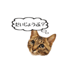 きじとらメメたん（個別スタンプ：35）
