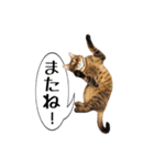 きじとらメメたん（個別スタンプ：39）
