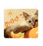 もちゃ12（個別スタンプ：4）