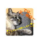 もちゃ12（個別スタンプ：6）