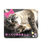 もちゃ12（個別スタンプ：10）