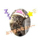 もちゃ12（個別スタンプ：20）