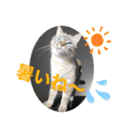 もちゃ12（個別スタンプ：22）