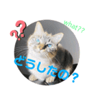 もちゃ12（個別スタンプ：23）