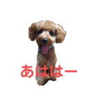 小太郎の日常会話（個別スタンプ：4）