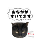 黒猫まろとサバ白はなのスタンプ（個別スタンプ：1）