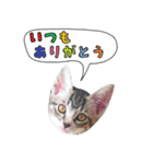 黒猫まろとサバ白はなのスタンプ（個別スタンプ：2）
