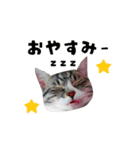 黒猫まろとサバ白はなのスタンプ（個別スタンプ：3）