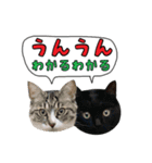 黒猫まろとサバ白はなのスタンプ（個別スタンプ：5）