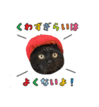 黒猫まろとサバ白はなのスタンプ（個別スタンプ：6）