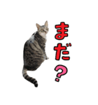 黒猫まろとサバ白はなのスタンプ（個別スタンプ：7）