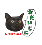 黒猫まろとサバ白はなのスタンプ（個別スタンプ：8）