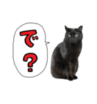 黒猫まろとサバ白はなのスタンプ（個別スタンプ：9）