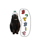 黒猫まろとサバ白はなのスタンプ（個別スタンプ：10）