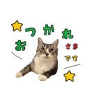 黒猫まろとサバ白はなのスタンプ（個別スタンプ：11）