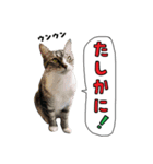 黒猫まろとサバ白はなのスタンプ（個別スタンプ：12）