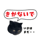 黒猫まろとサバ白はなのスタンプ（個別スタンプ：13）