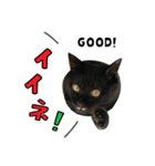 黒猫まろとサバ白はなのスタンプ（個別スタンプ：14）