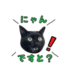 黒猫まろとサバ白はなのスタンプ（個別スタンプ：16）