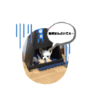 かわゆい犬スタンプ（個別スタンプ：1）