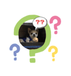 かわゆい犬スタンプ（個別スタンプ：2）