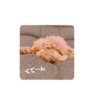トイプードルのりんごちゃん。2（個別スタンプ：18）