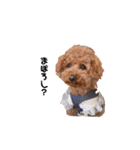 トイプードルのりんごちゃん。2（個別スタンプ：20）